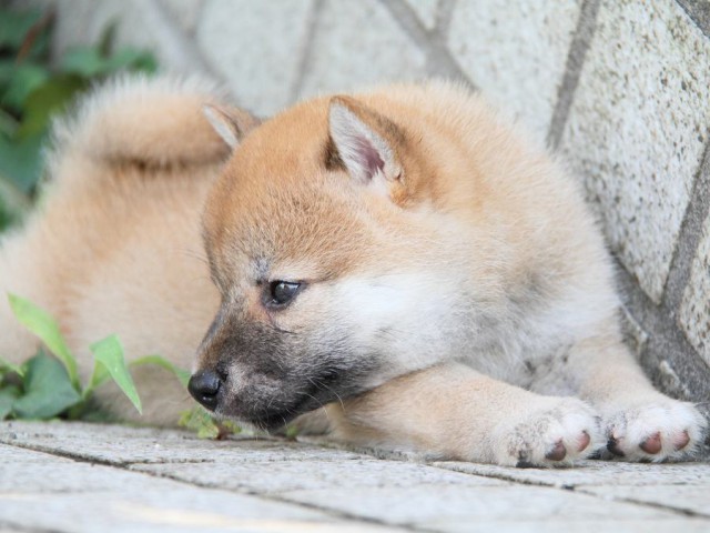 IMG_4395-shibainu Puppy