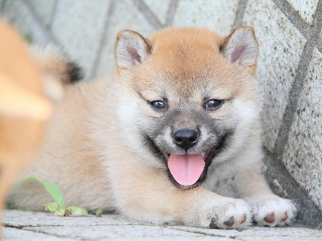 IMG_4398-shibainu Puppy