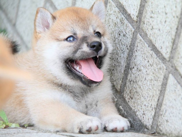 IMG_4400-shibainu Puppy