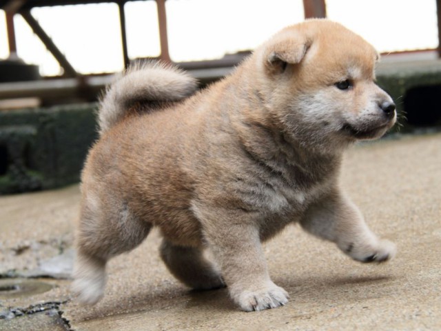 IMG_4637-shibainu-puppy