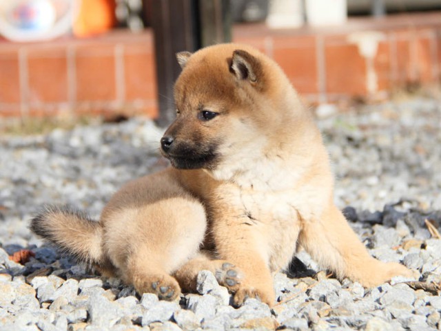 IMG_4667shibainu