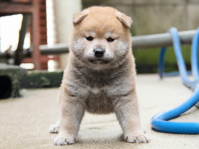 IMG_4668-shibainu-puppy