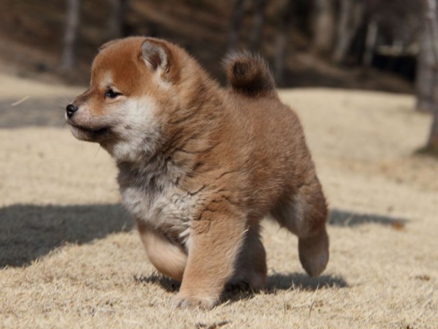 IMG_4685-shibainu-koinu