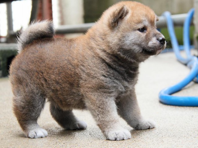 IMG_4709-shibainu-puppy