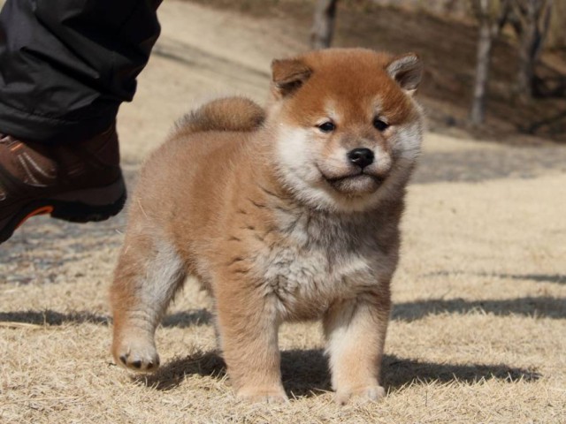 IMG_4713-shibainu-koinu