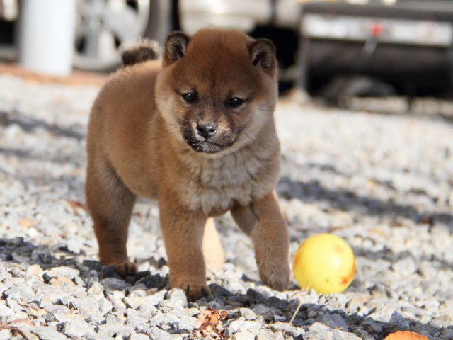 IMG_4745shibainu