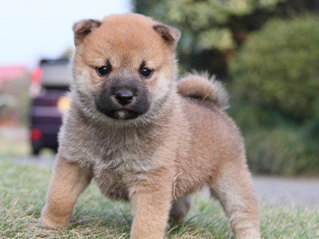 IMG_4769--shibainu Puppy