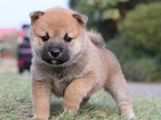 IMG_4772--shibainu Puppy