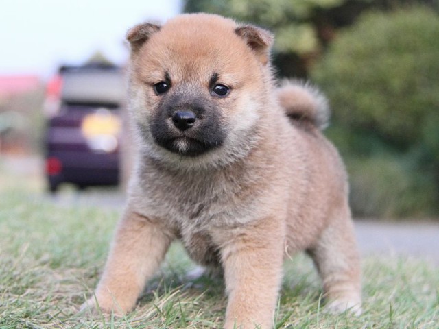 IMG_4779--shibainu Puppy