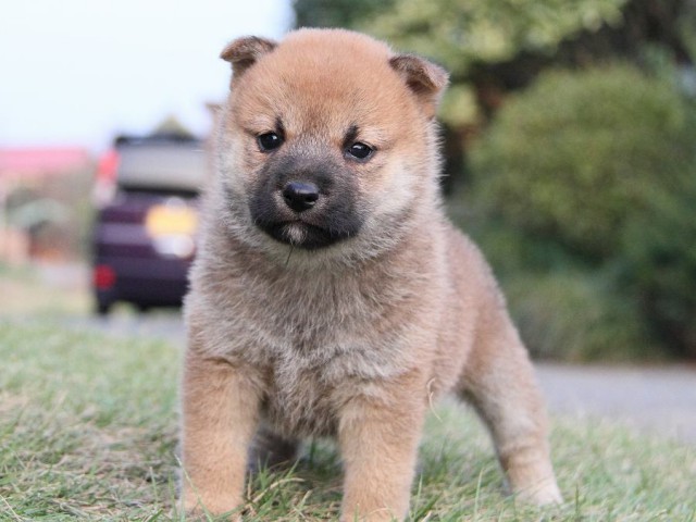 IMG_4787--shibainu Puppy