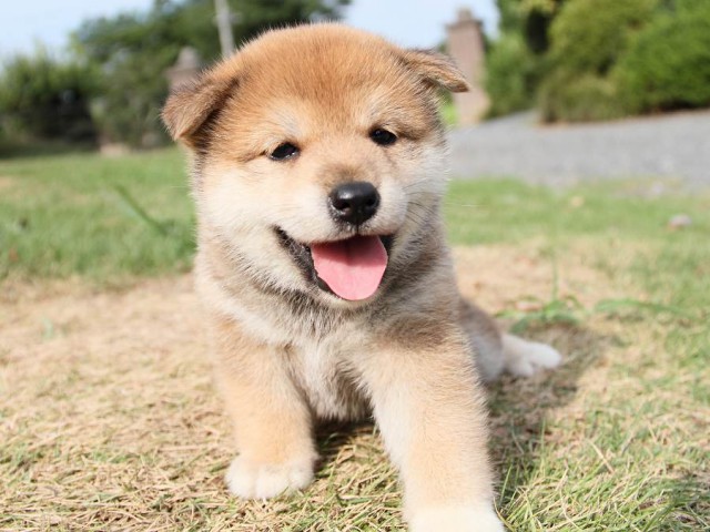 IMG_4816-shibainu Puppy