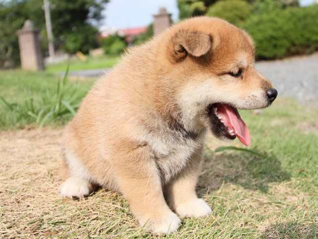 IMG_4817-shibainu Puppy