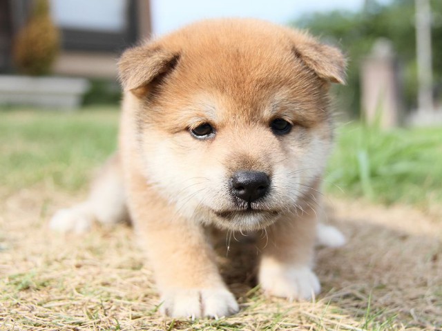 IMG_4839-shibainu Puppy