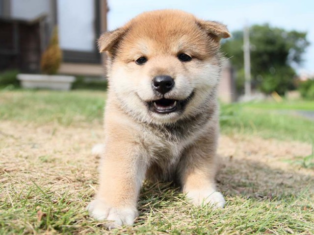 IMG_4852-shibainu Puppy