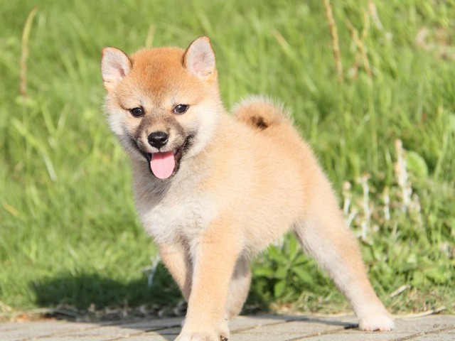 IMG_4871-shibainu Puppy