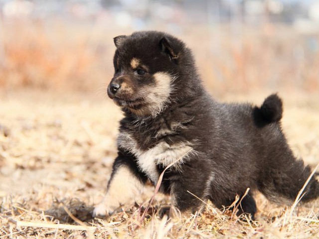 IMG_4880--shibainu Puppy