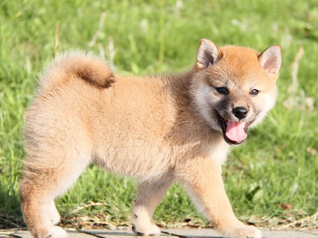 IMG_4881-shibainu Puppy