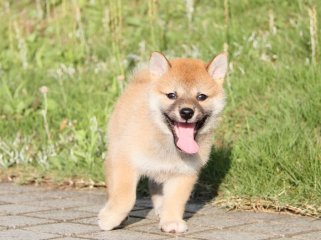 IMG_4890-shibainu Puppy