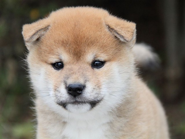 IMG_4904--shibainu Puppy