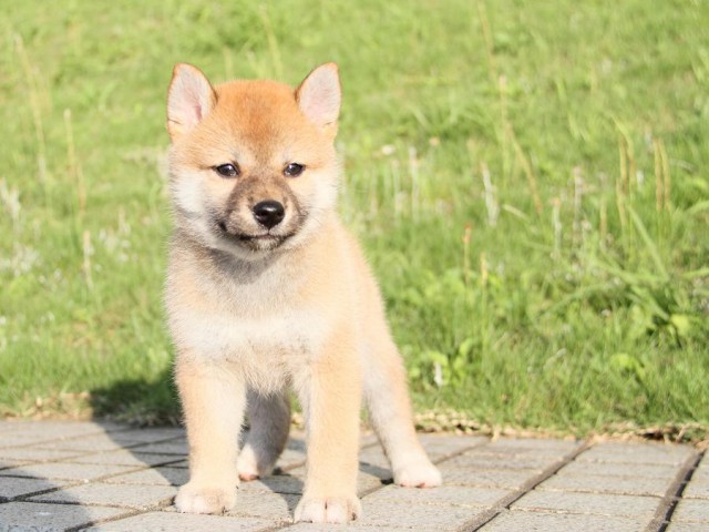 IMG_4985-shibainu Puppy