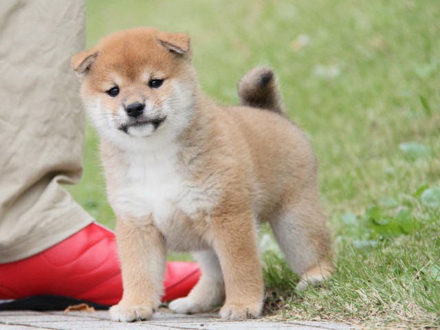 IMG_5031--shibainu Puppy