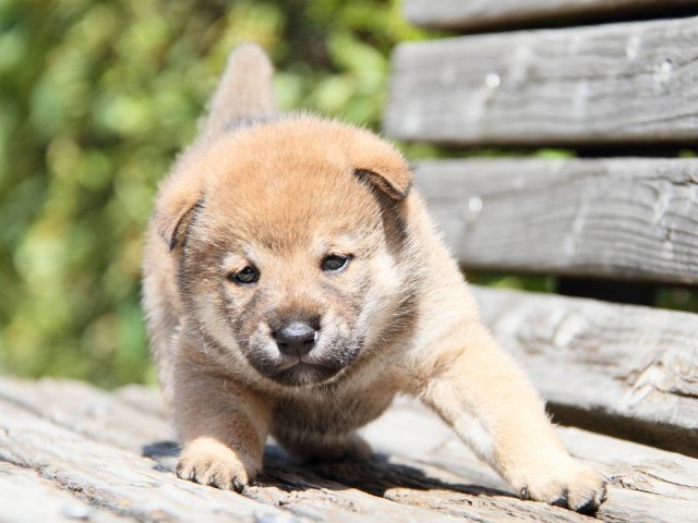 IMG_5134-shibainu Puppy