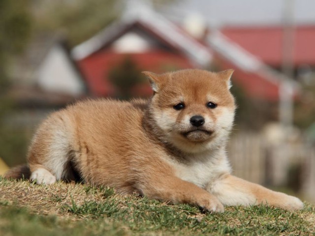 IMG_5431-shibainu-koinu