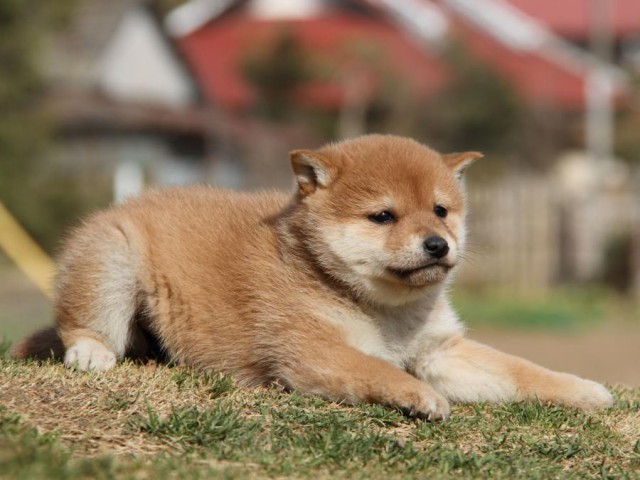 IMG_5437-shibainu-koinu