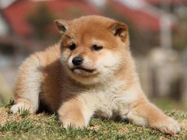 IMG_5454-shibainu-koinu