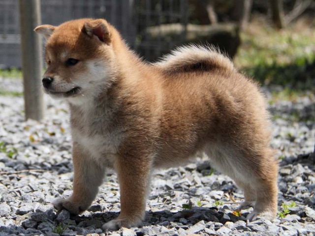 IMG_5627Shiba