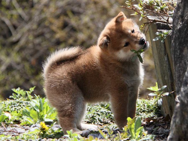 IMG_5647Shiba