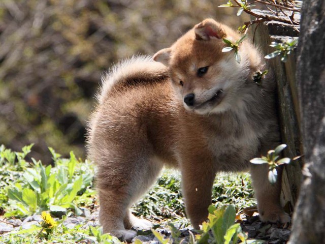 IMG_5651Shiba