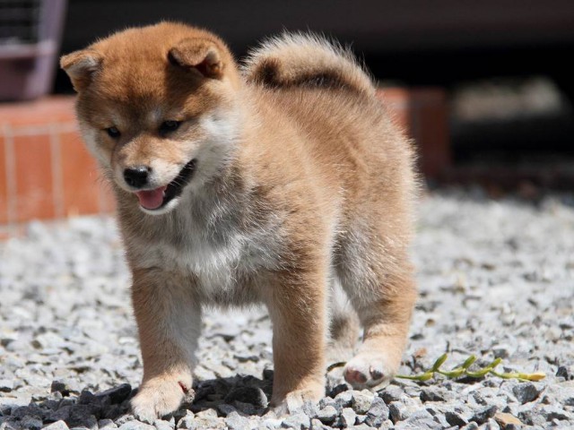 IMG_5674Shiba