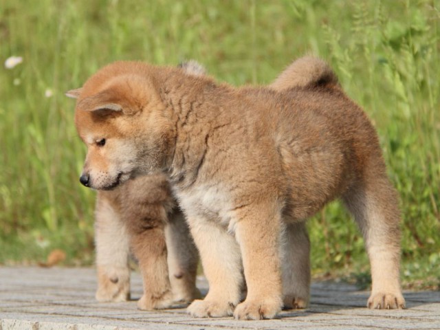 IMG_5898-shibainu-puppy