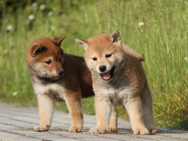 IMG_5933-shibainu-puppy