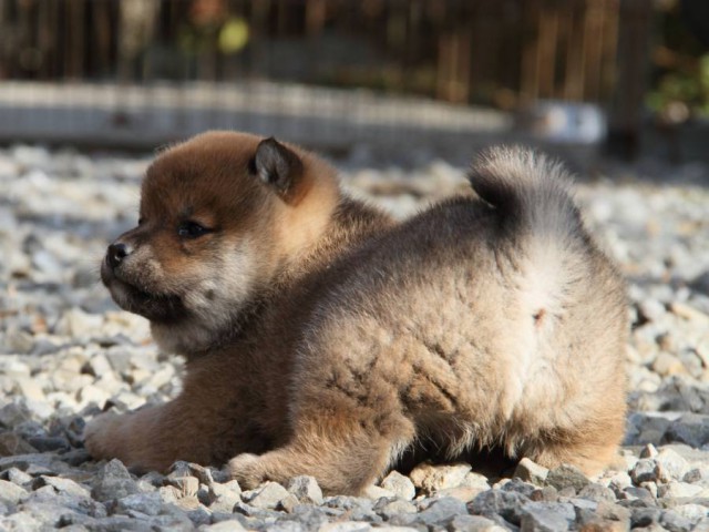 IMG_6023-shibainu-koinu