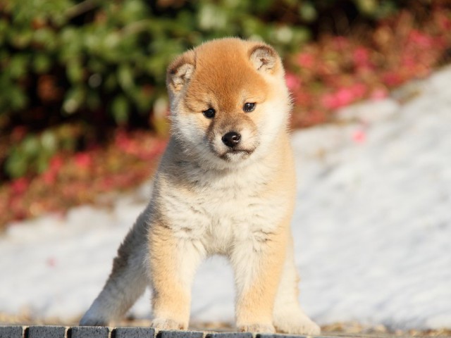 IMG_6161--shibainu Puppy