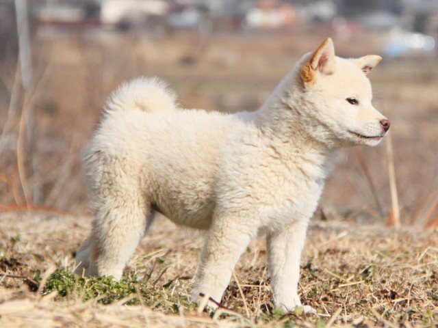 IMG_6273shibainu