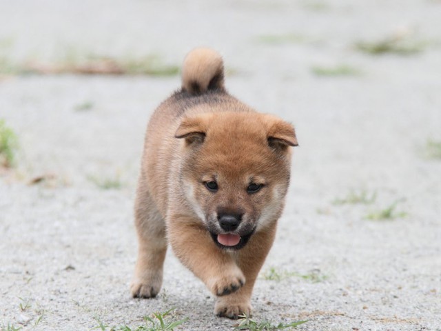 IMG_6300-shibainu Puppy