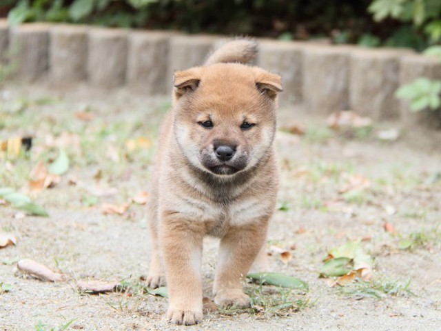 IMG_6315-shibainu Puppy