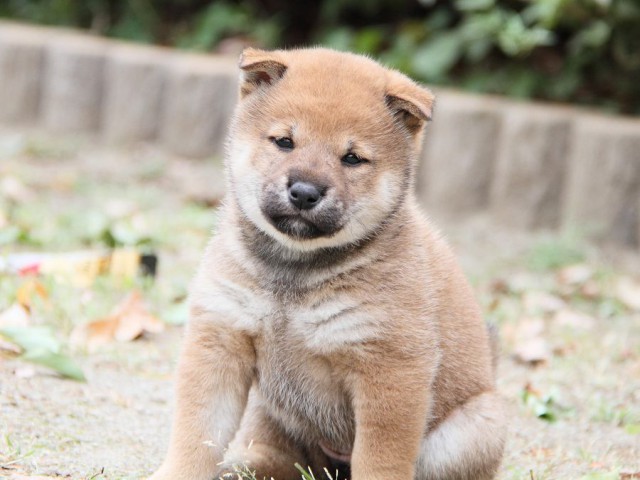 IMG_6323-shibainu Puppy