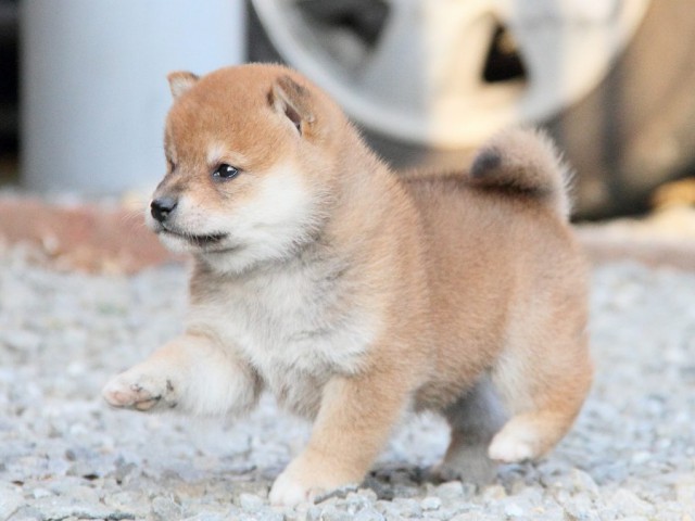 IMG_6337shibainu