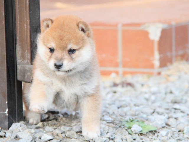 IMG_6353shibainu