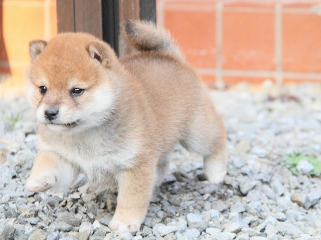 IMG_6355shibainu