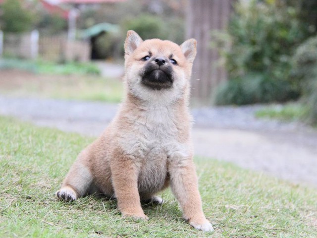 IMG_6356--shibainu Puppy