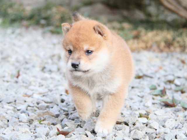 IMG_6363shibainu