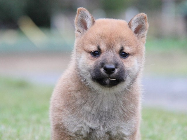 IMG_6367--shibainu Puppy