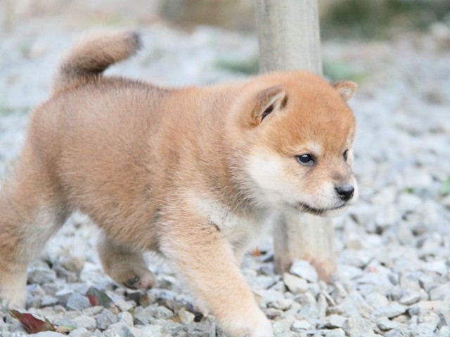 IMG_6372shibainu