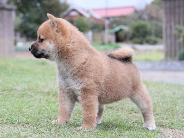 IMG_6377--shibainu Puppy