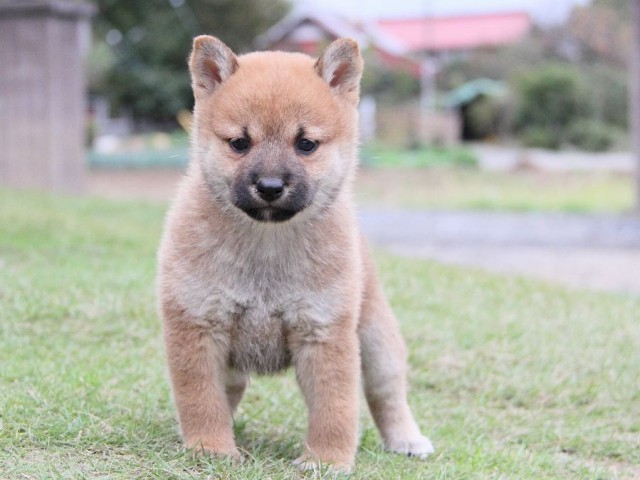 IMG_6380--shibainu Puppy